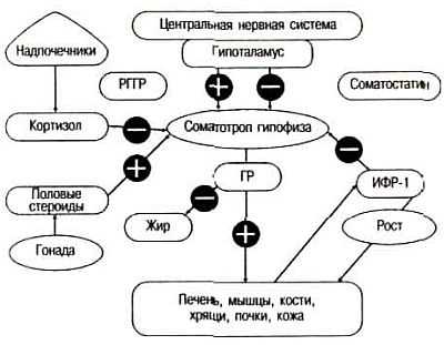 Доклад: Гормон роста